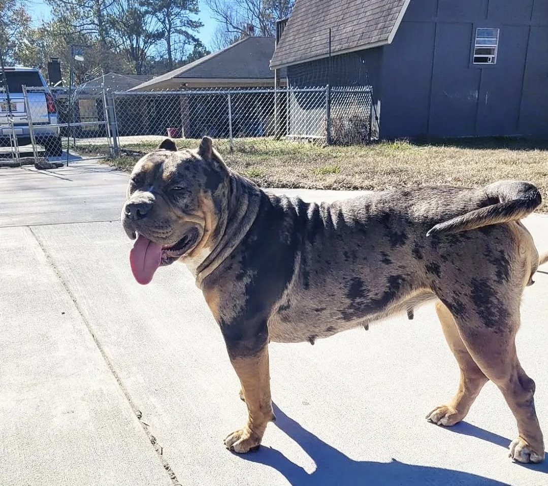 Dog Featured Image
