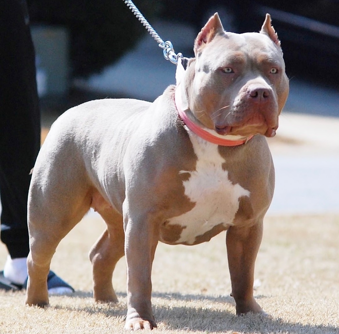 Dog Featured Image