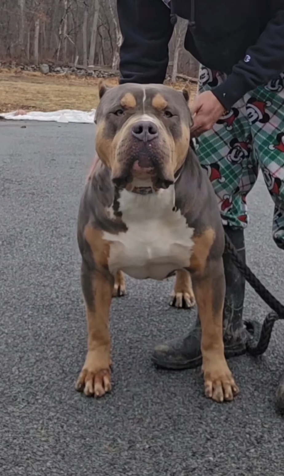 Dog Featured Image
