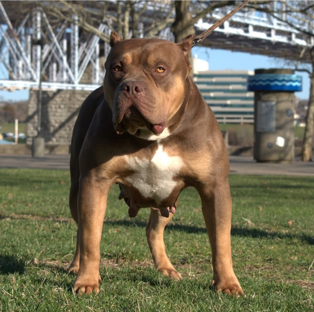 Dog Featured Image