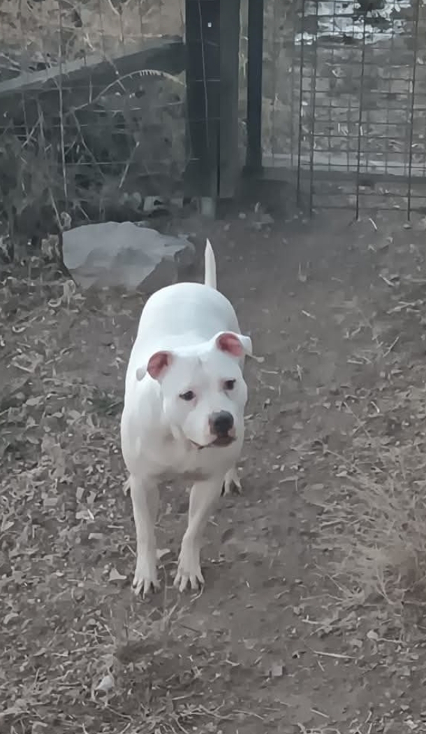 Dog Featured Image