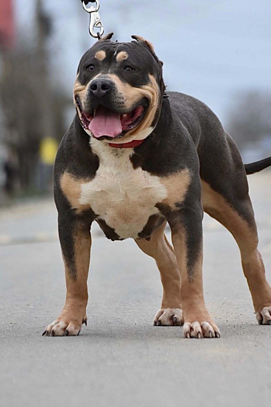 Dog Featured Image