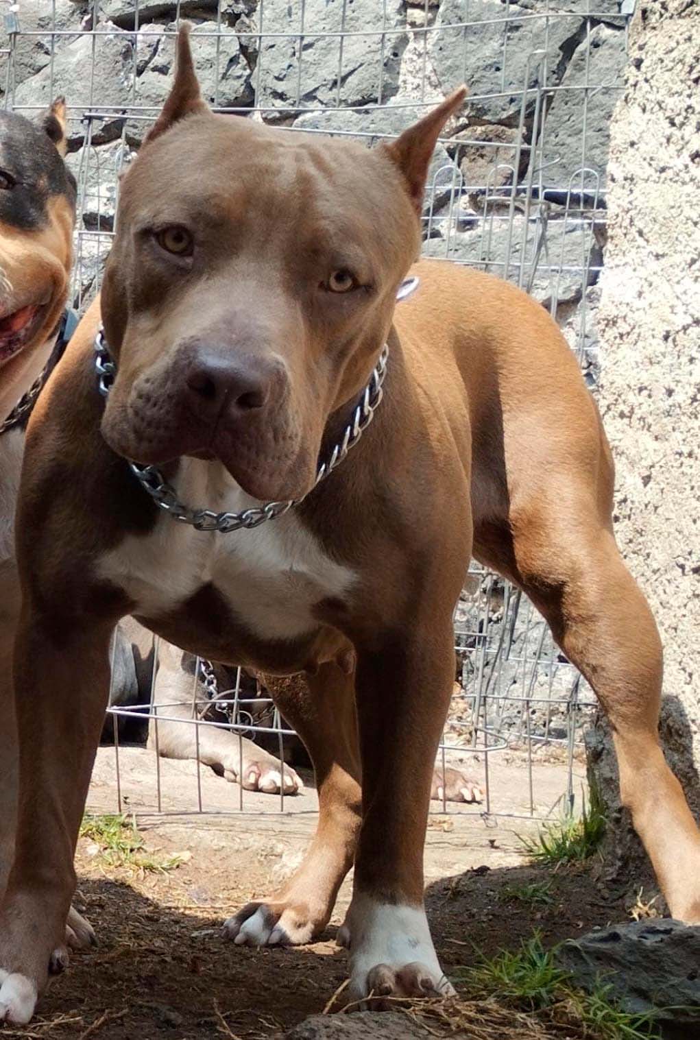 Dog Featured Image