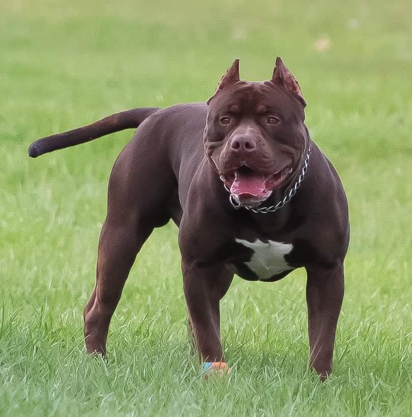 Dog Featured Image