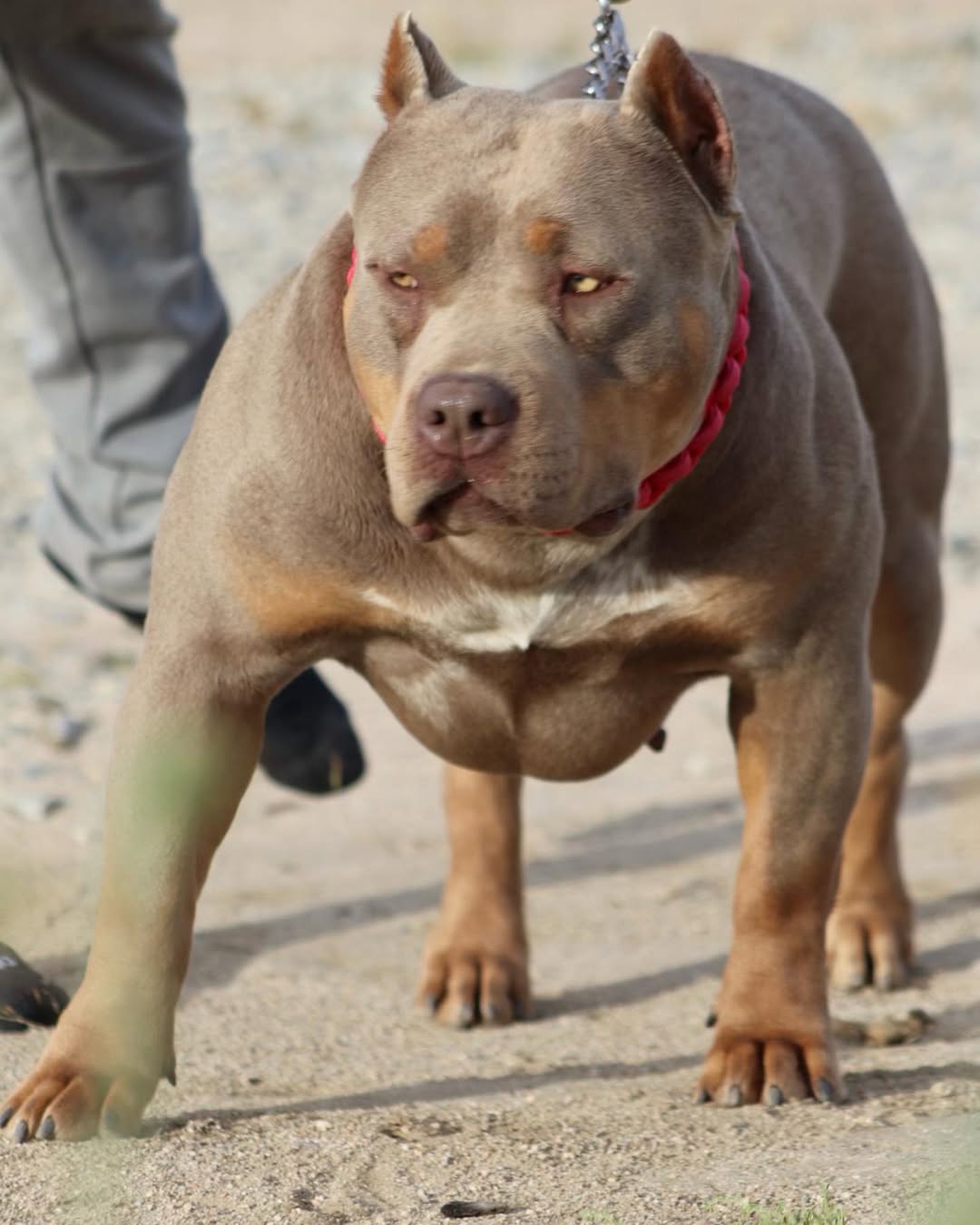 Dog Featured Image