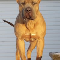 Wyobulls HuckleBear of PrinceJbullies