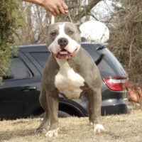 Wyobulls Envy Aka Fatty Patty of PrinceJbullies