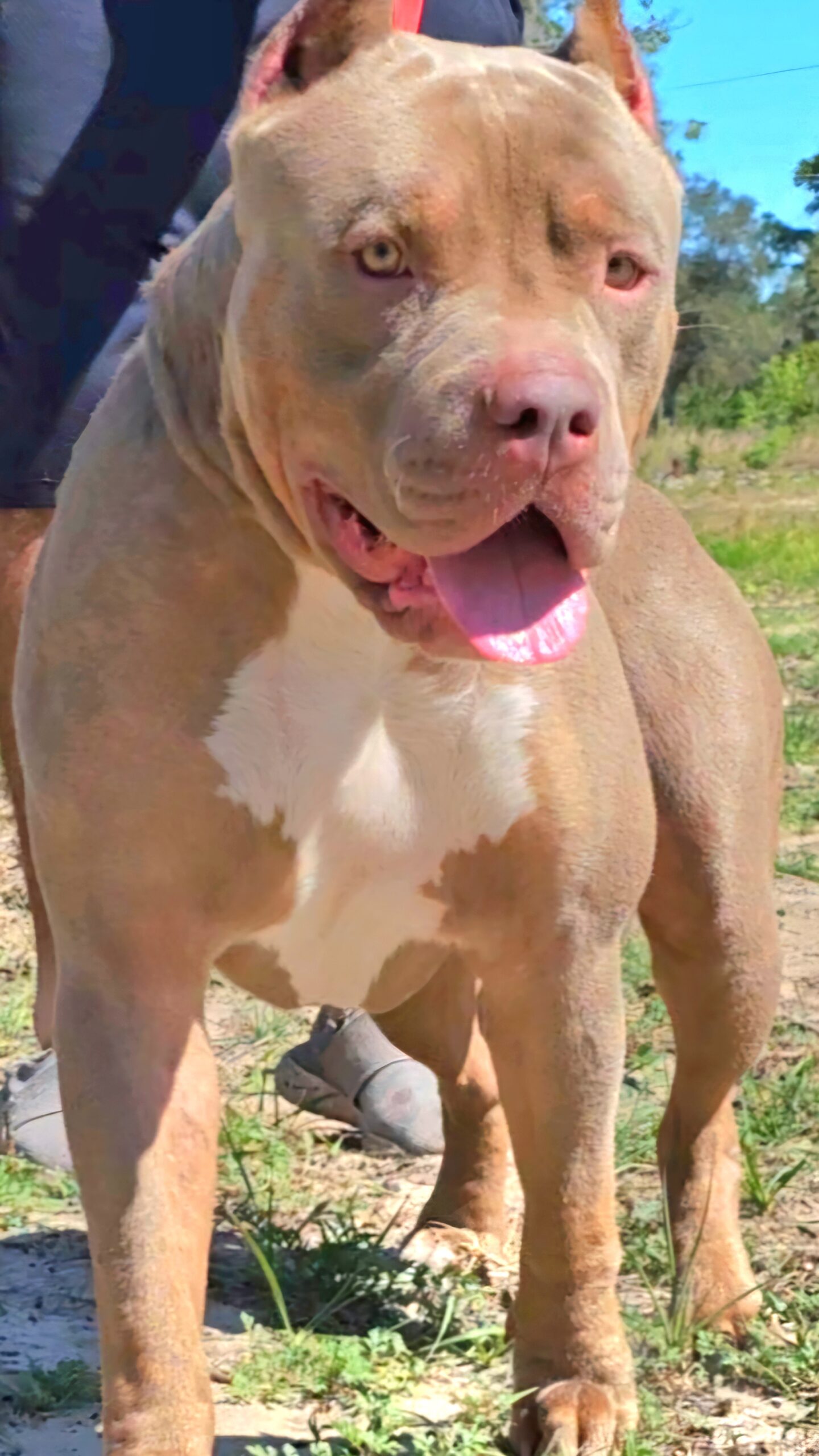 Dog Featured Image