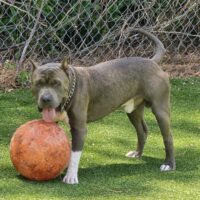321Bulliez HORUS