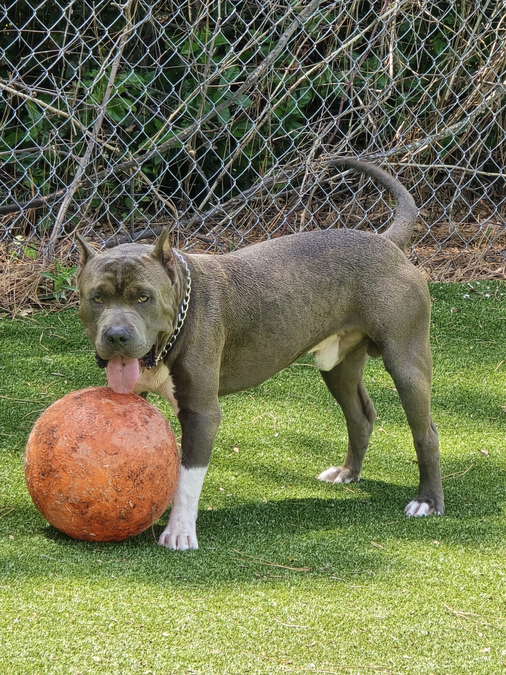 Dog Featured Image
