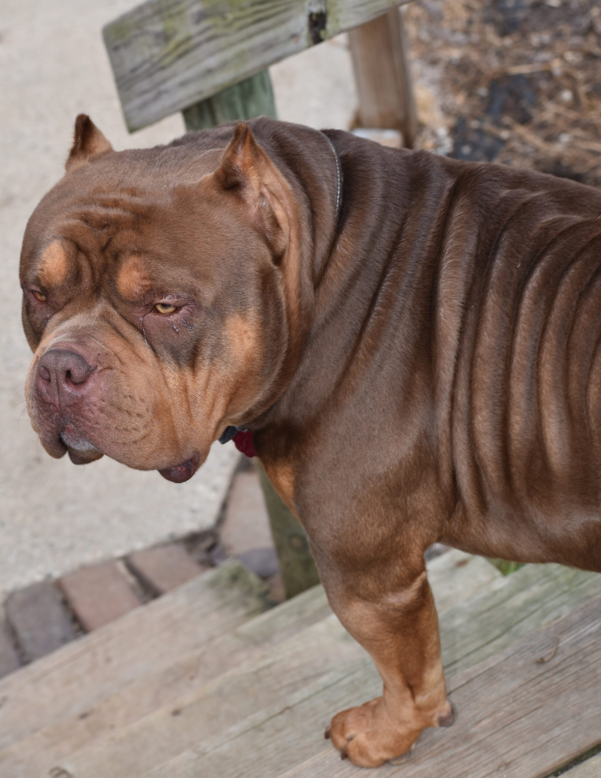 Dog Featured Image