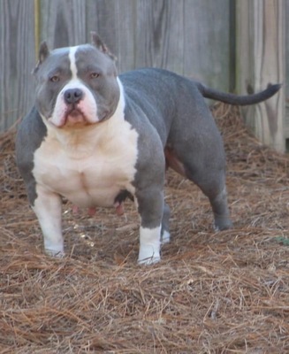 Dog Featured Image
