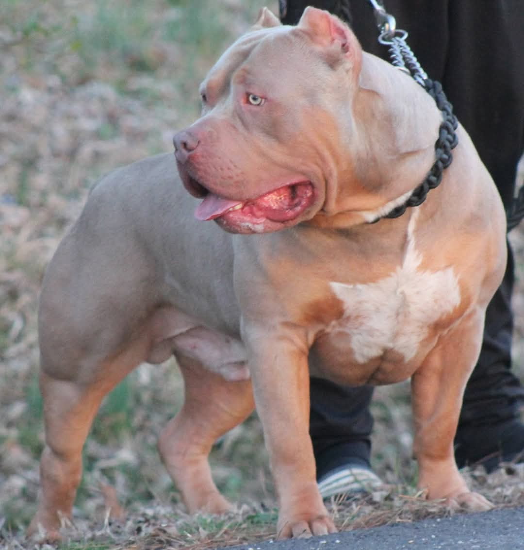 Dog Featured Image