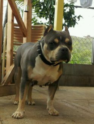 Dog Featured Image