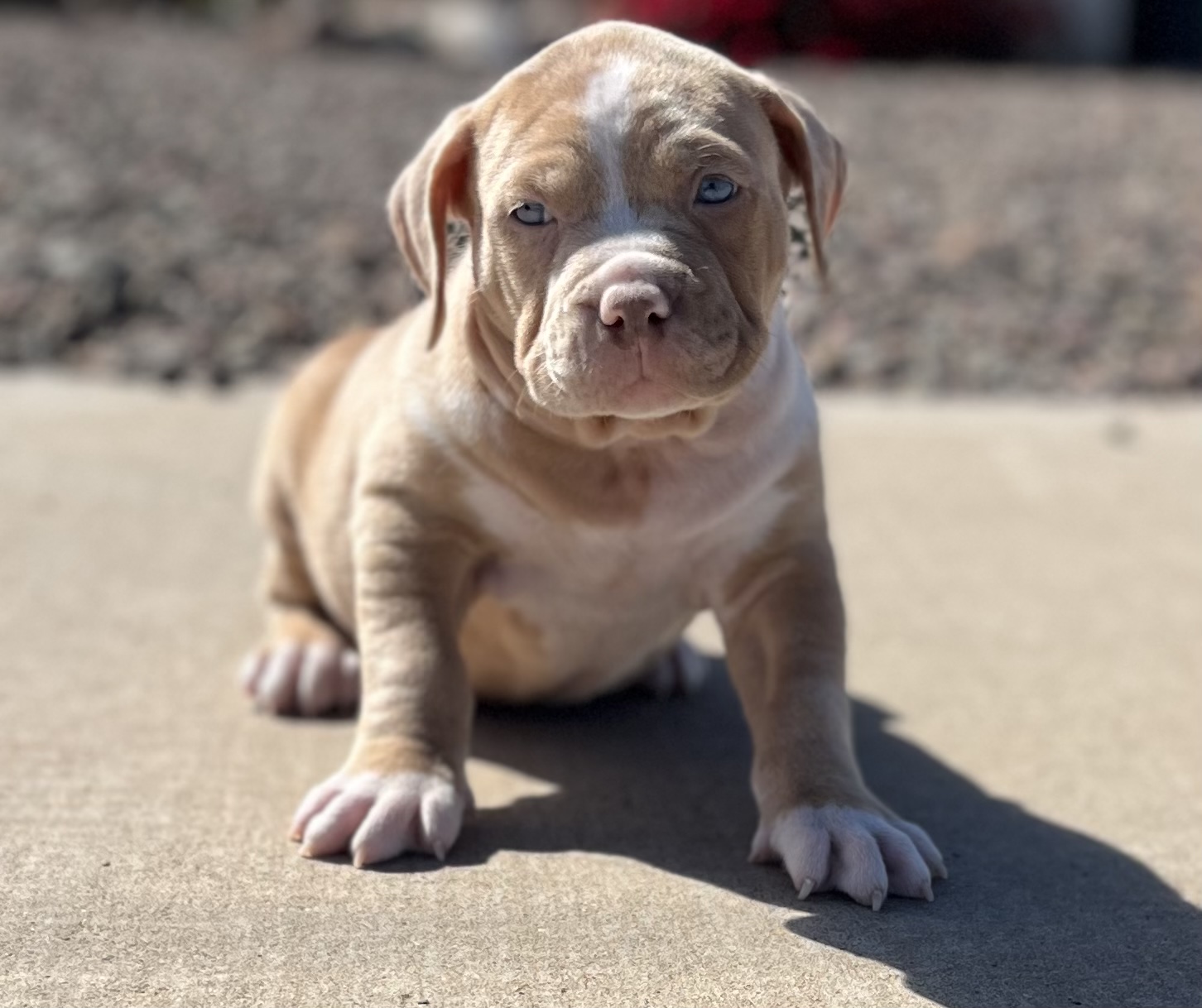 Dog Featured Image