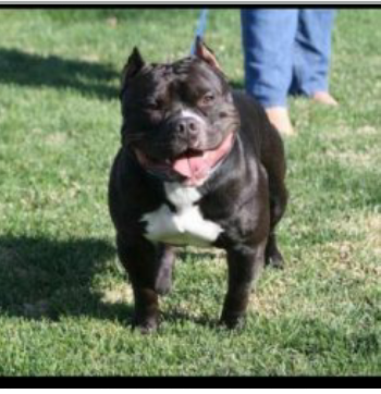 Dog Featured Image