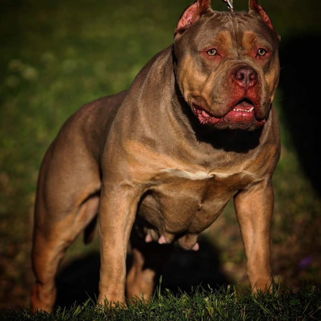Dog Featured Image