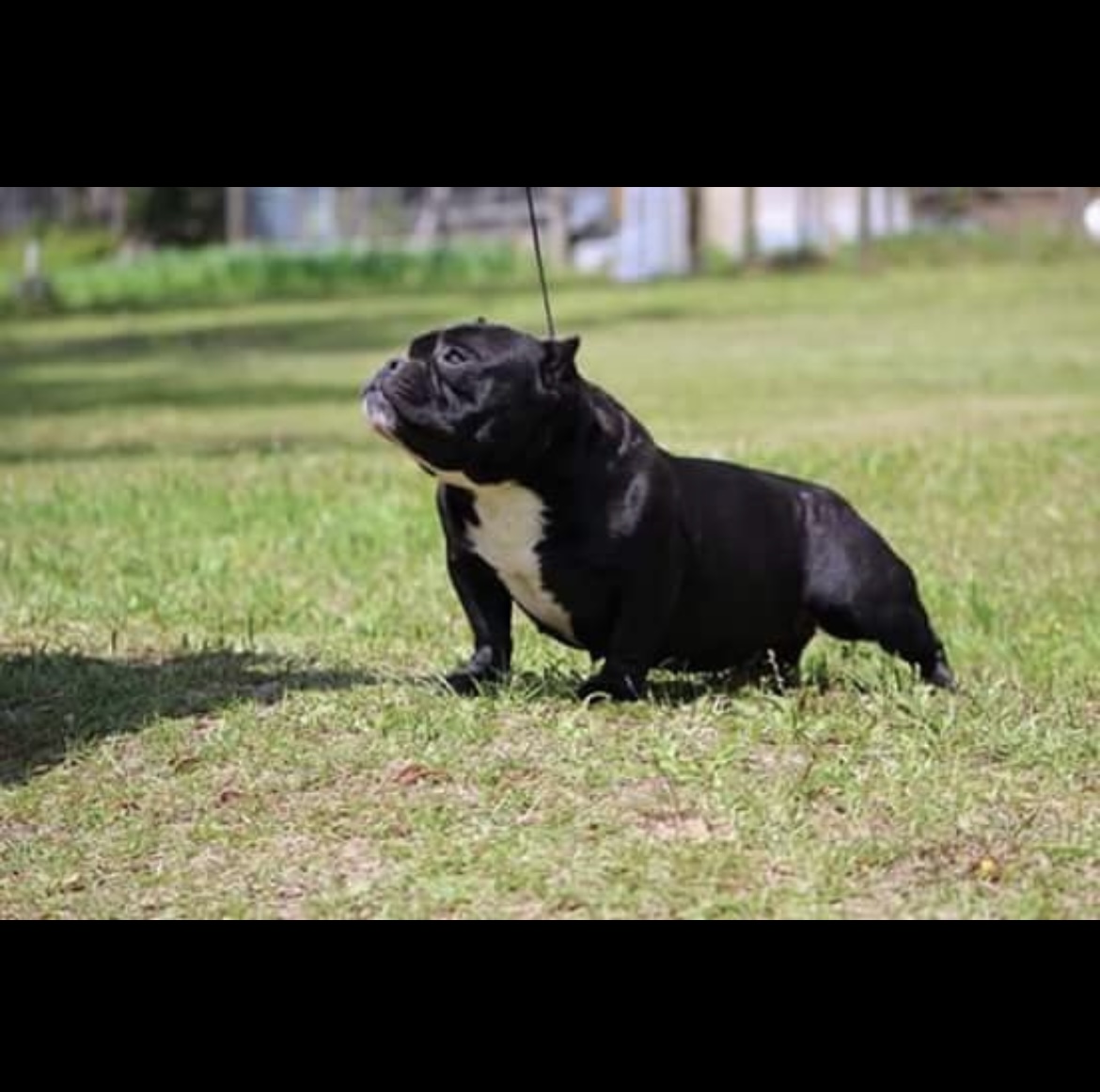 Dog Featured Image
