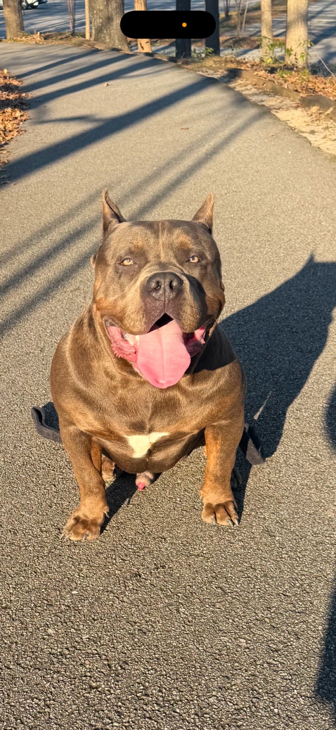 Dog Featured Image