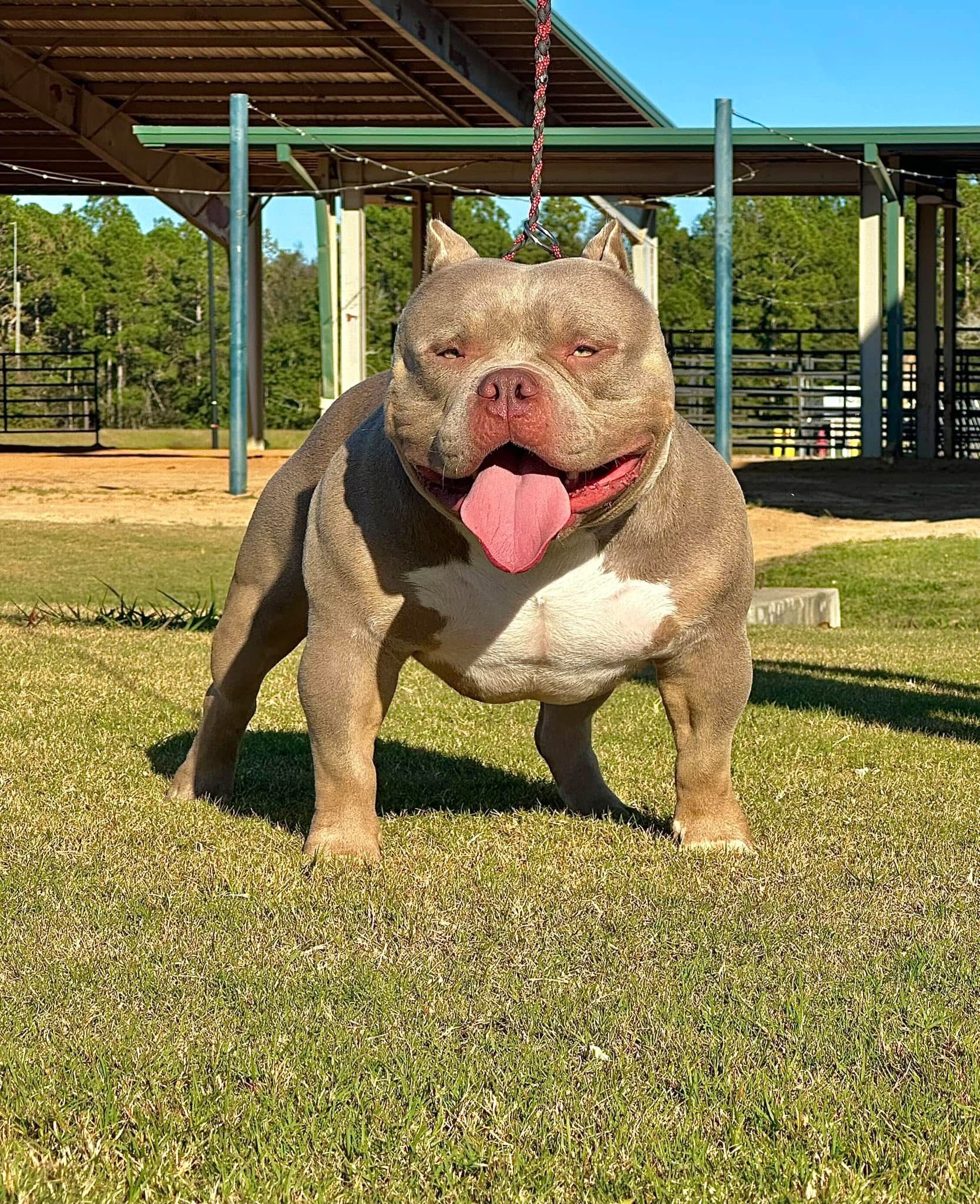 Dog Featured Image