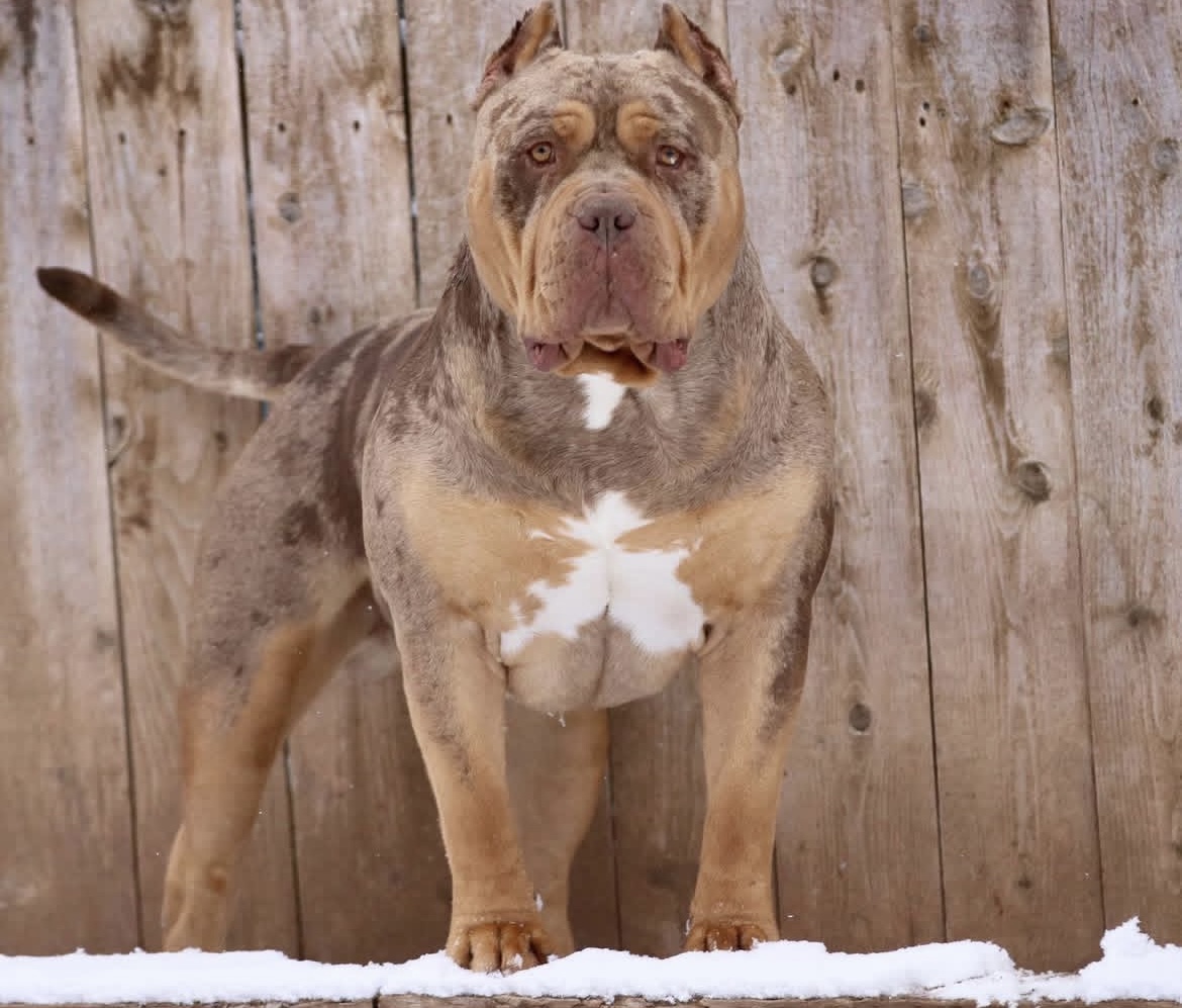 Dog Featured Image