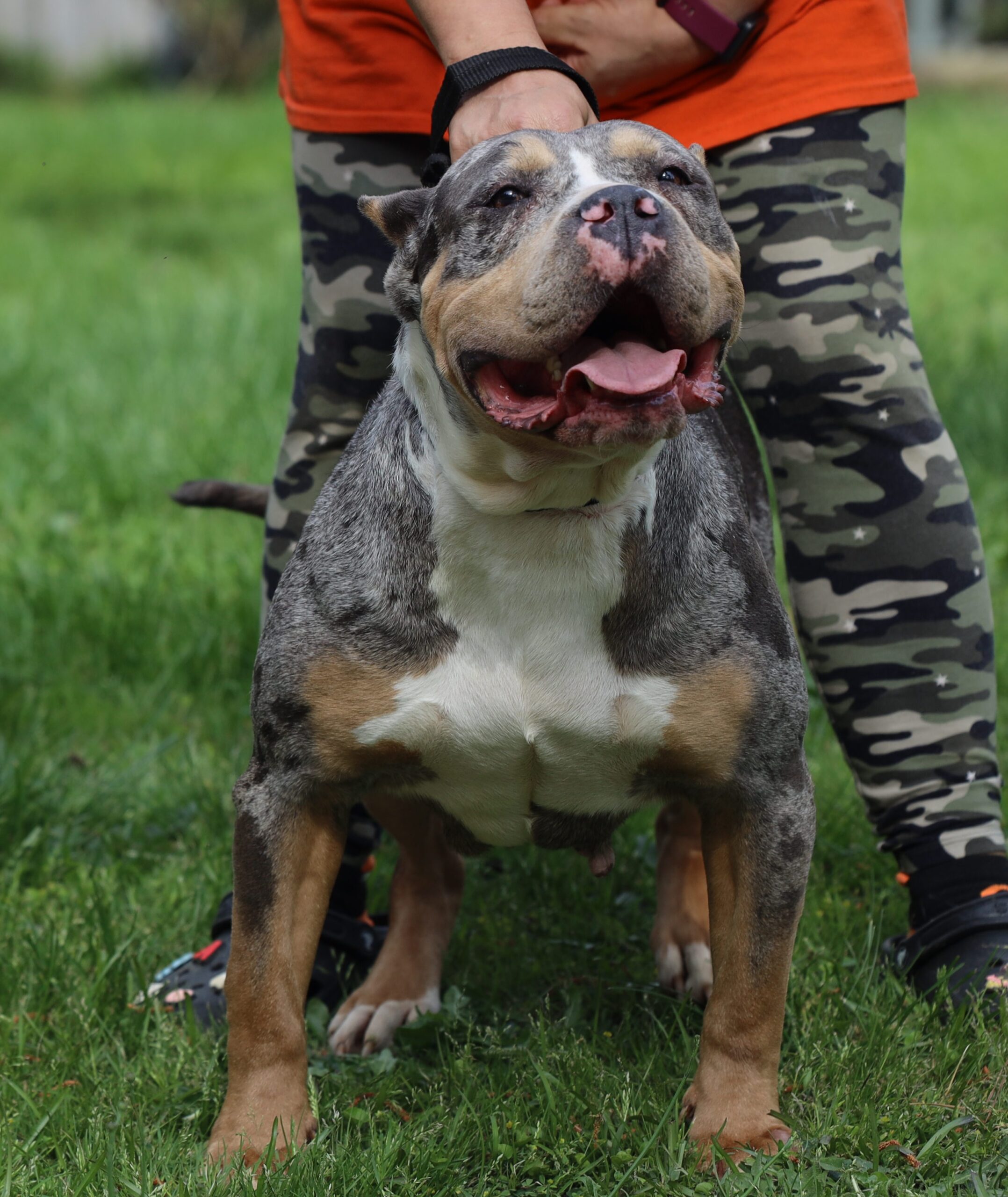 Dog Featured Image