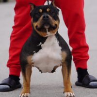Sincitybullies Nori of Kentucky Blue kennel