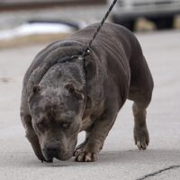 TXNV’S Kodak of Kentucky Blue Kennel
