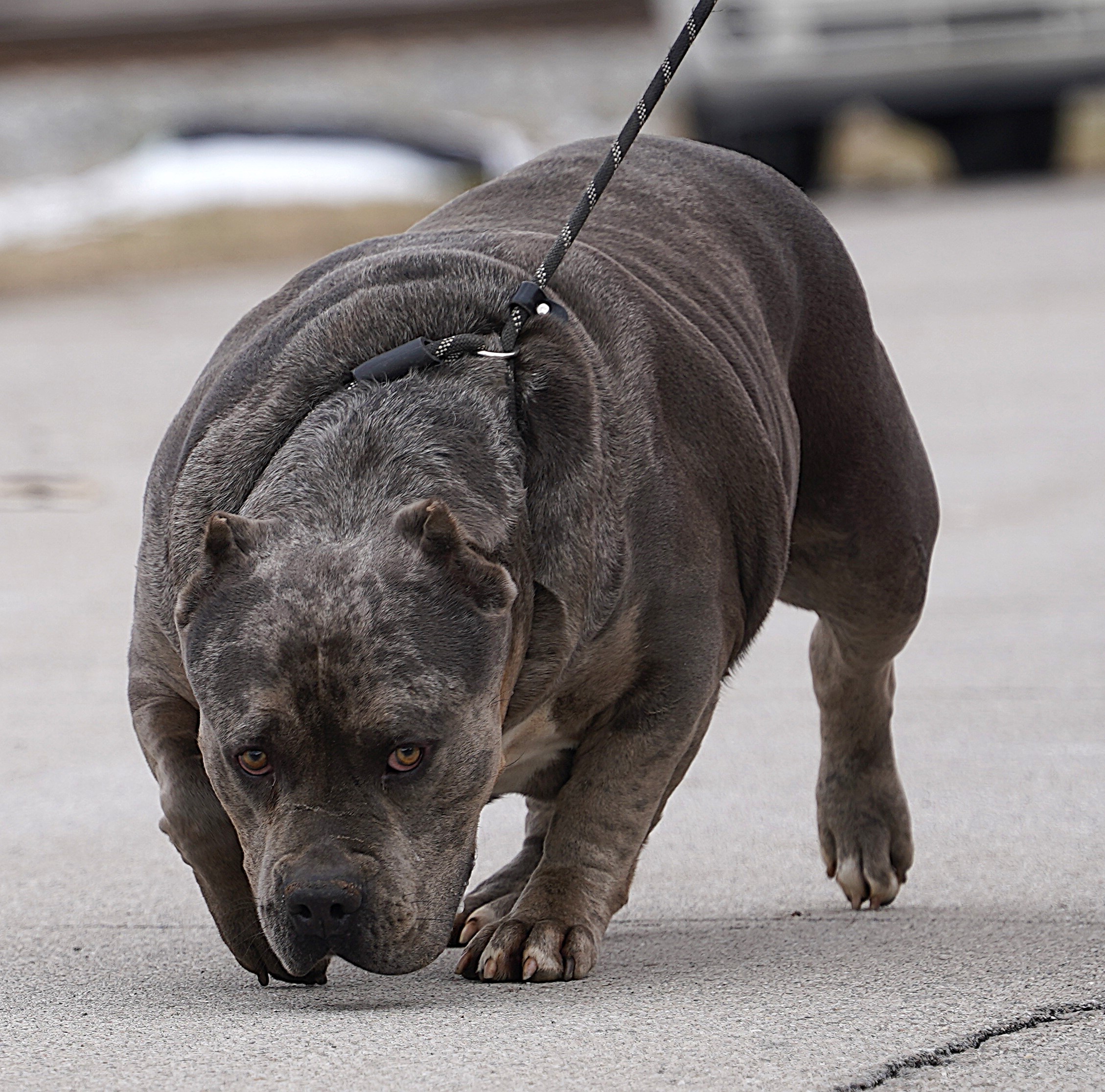 Dog Featured Image