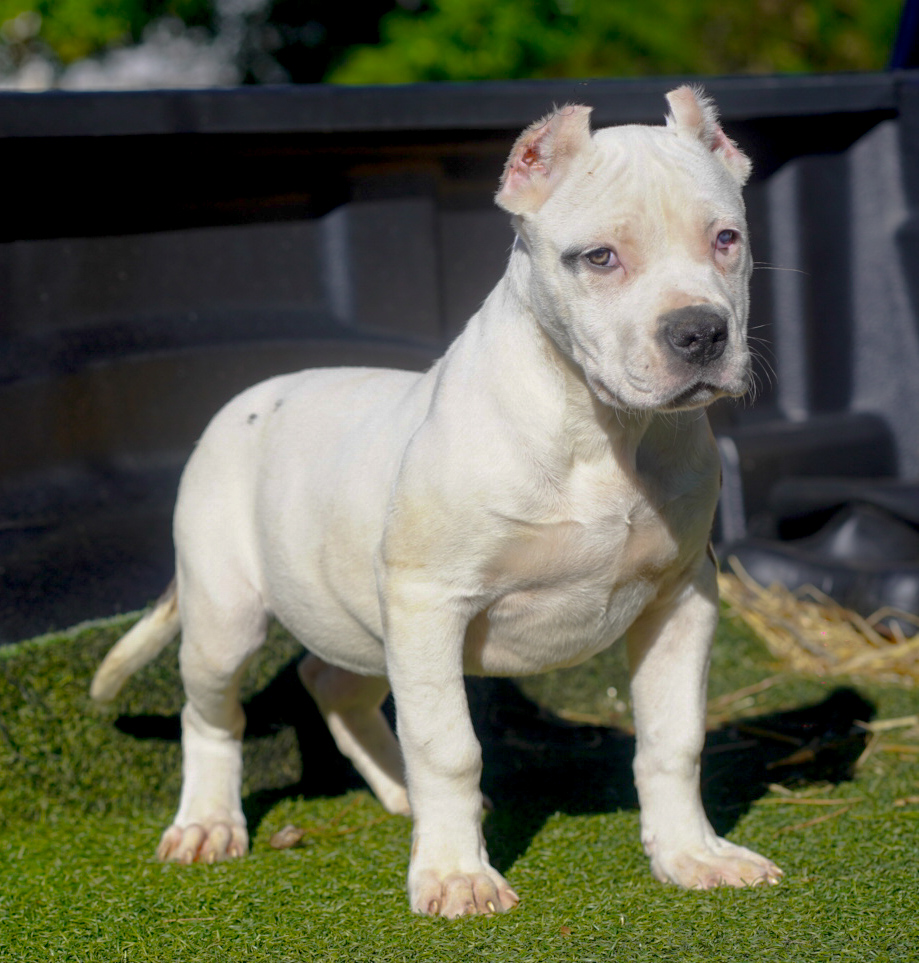Dog Featured Image
