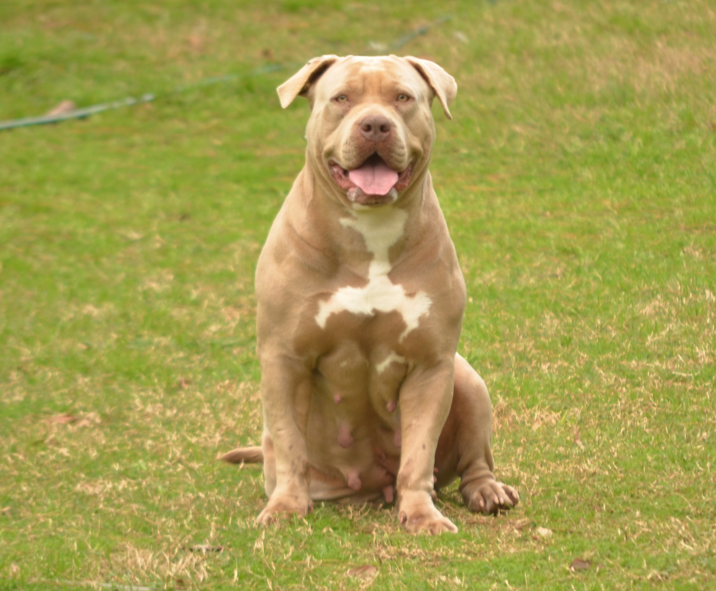 Dog Featured Image