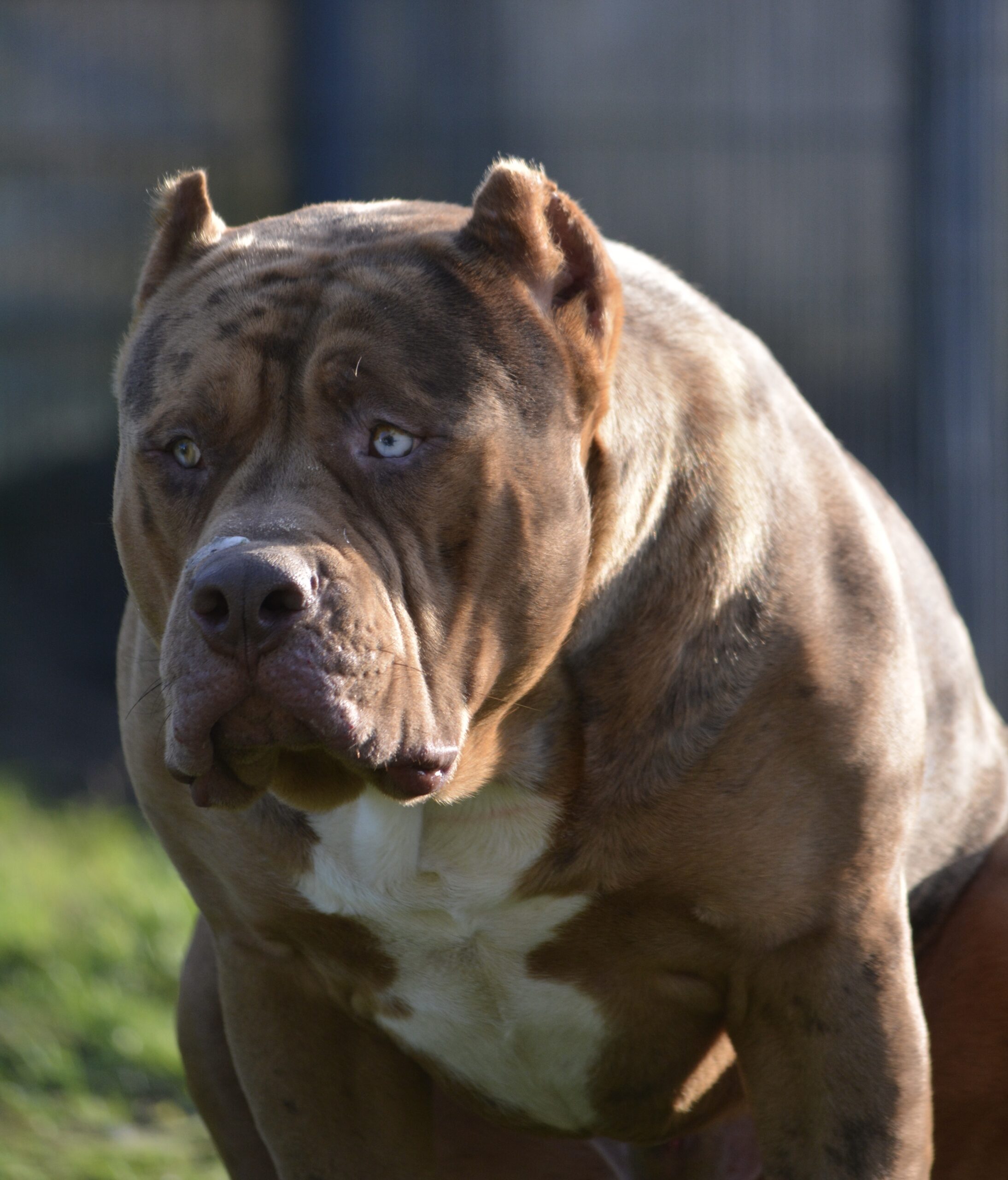 Dog Featured Image