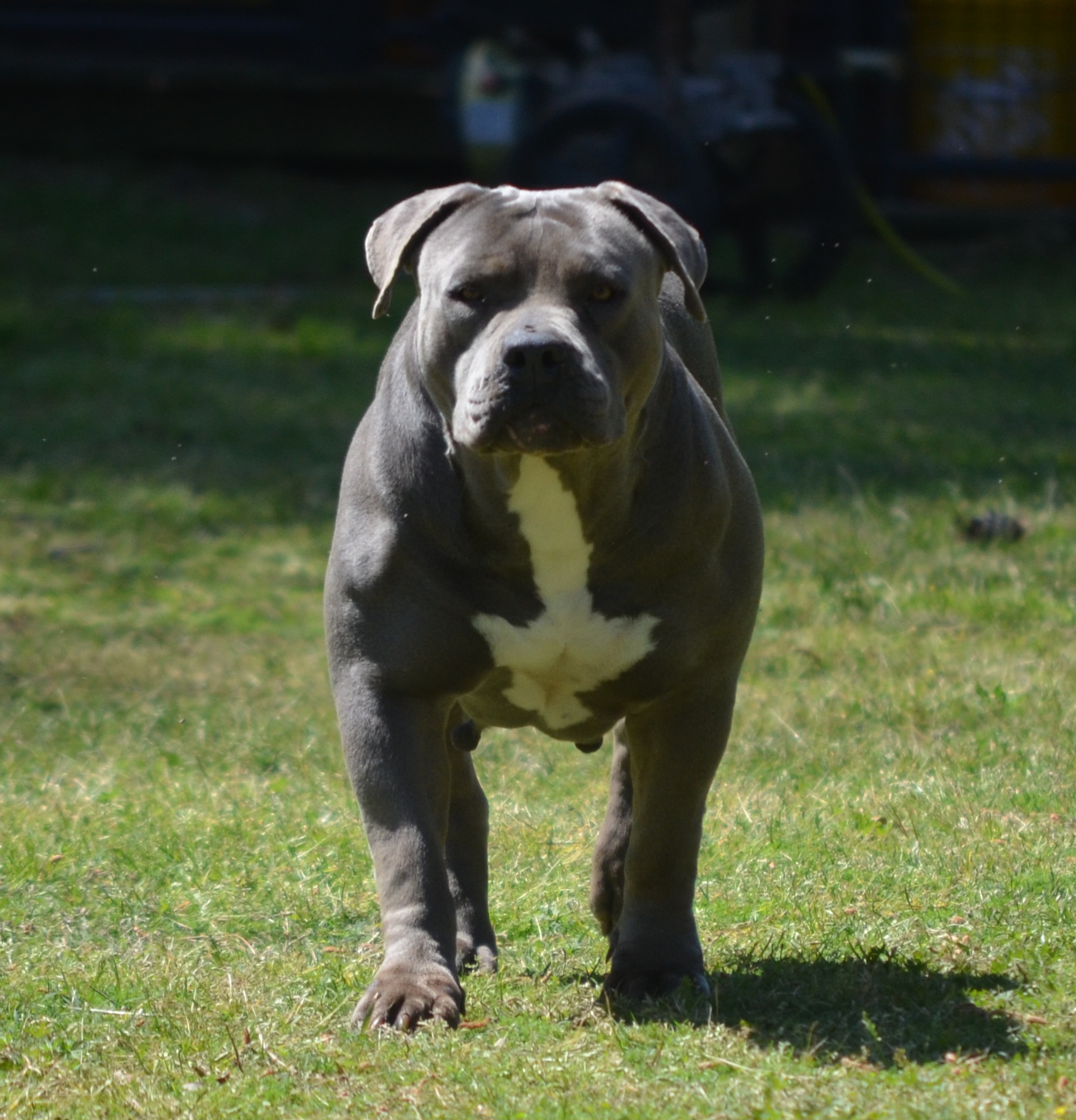 Dog Featured Image