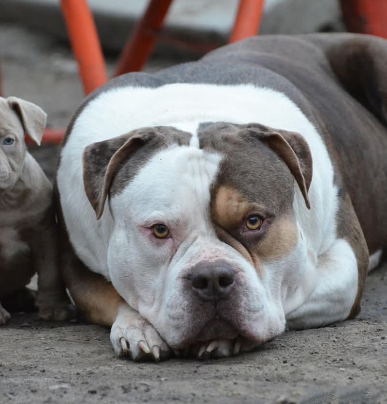 Dog Featured Image