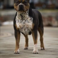 SPLENDIDBULLY KLASION