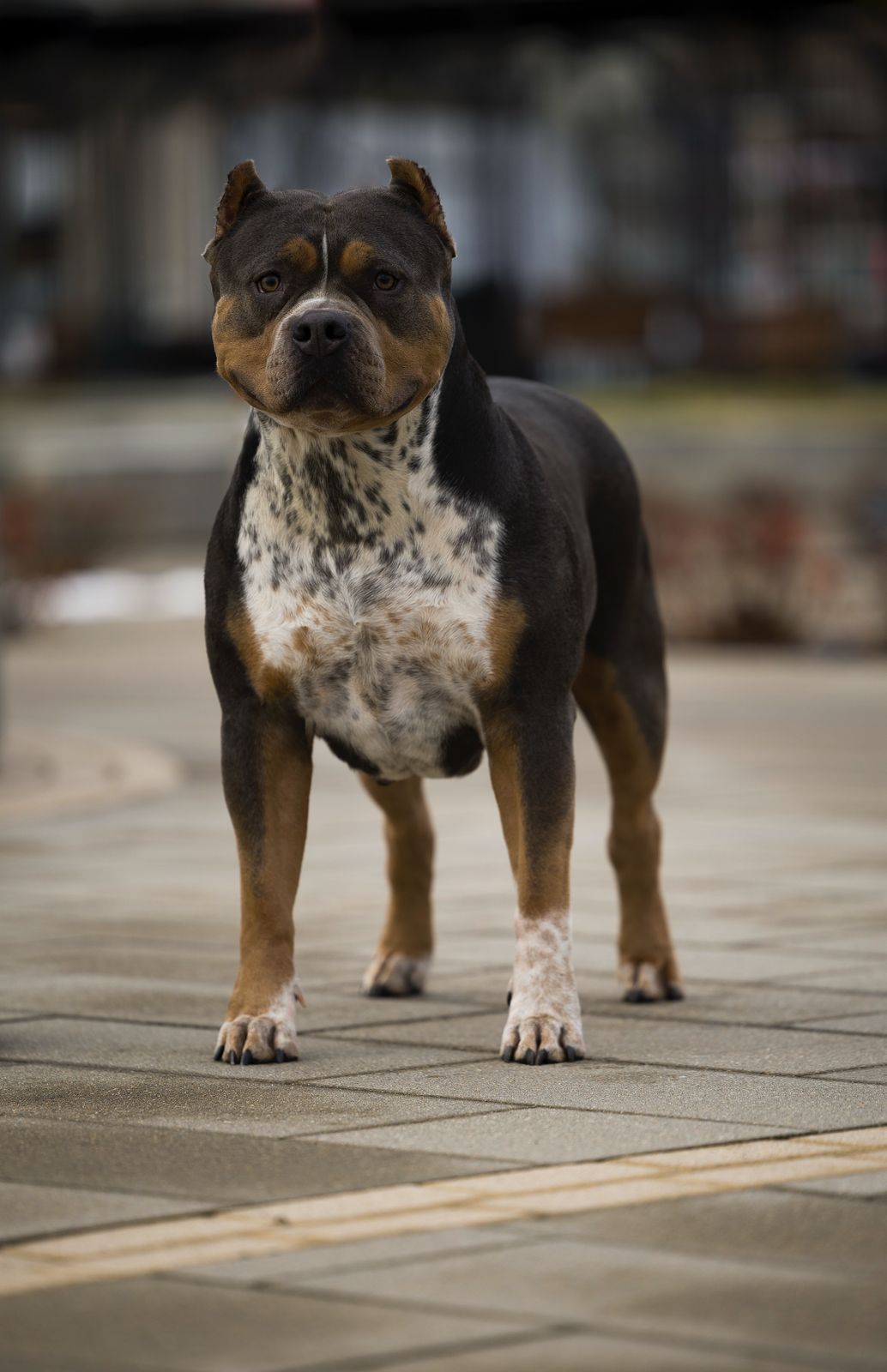 Dog Featured Image