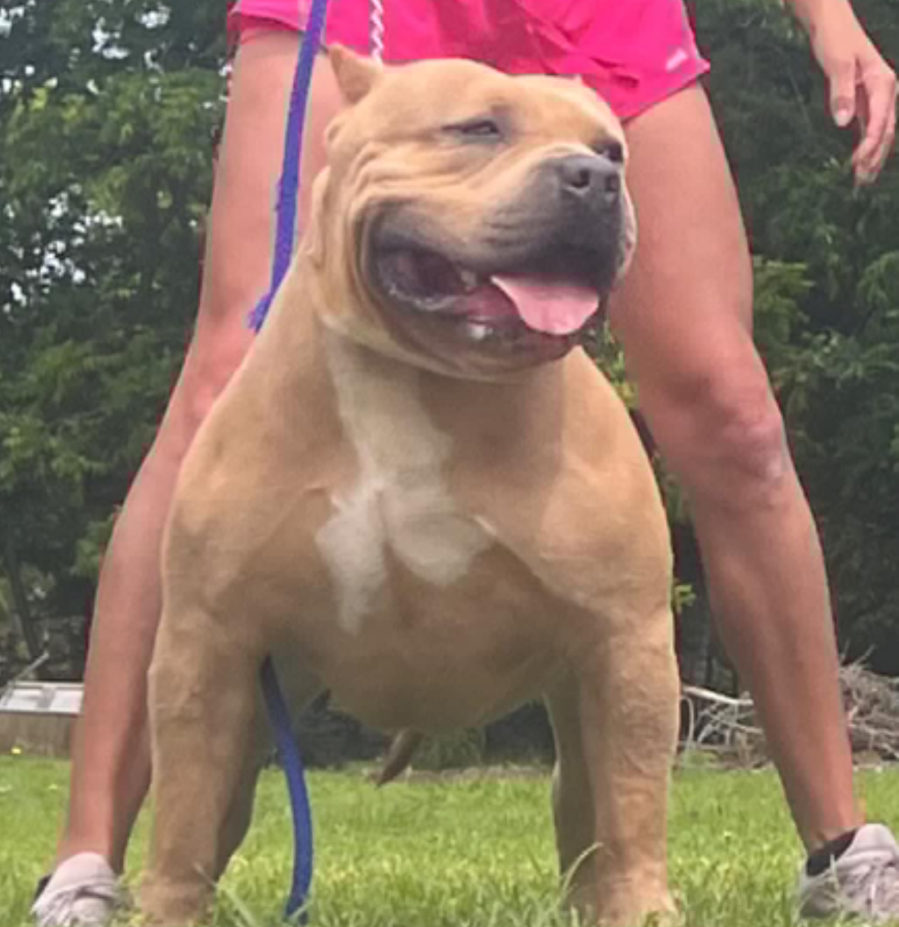 Dog Featured Image