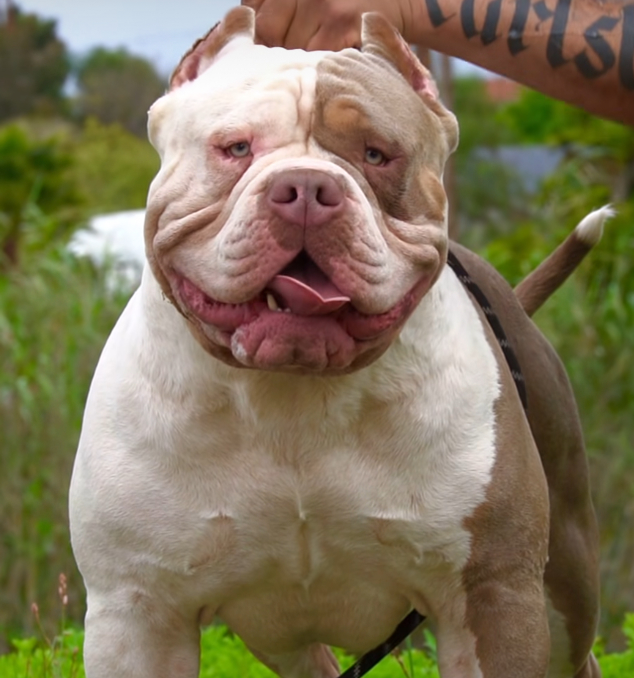 Dog Featured Image