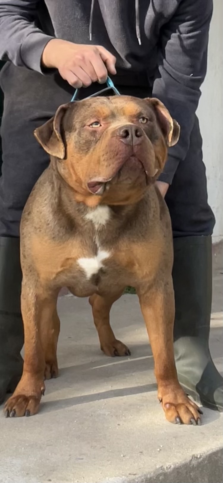Dog Featured Image