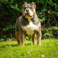 Dog Featured Image