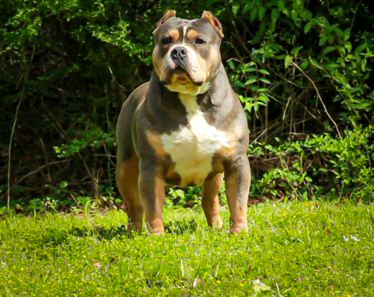Dog Featured Image