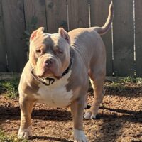 Dog Featured Image