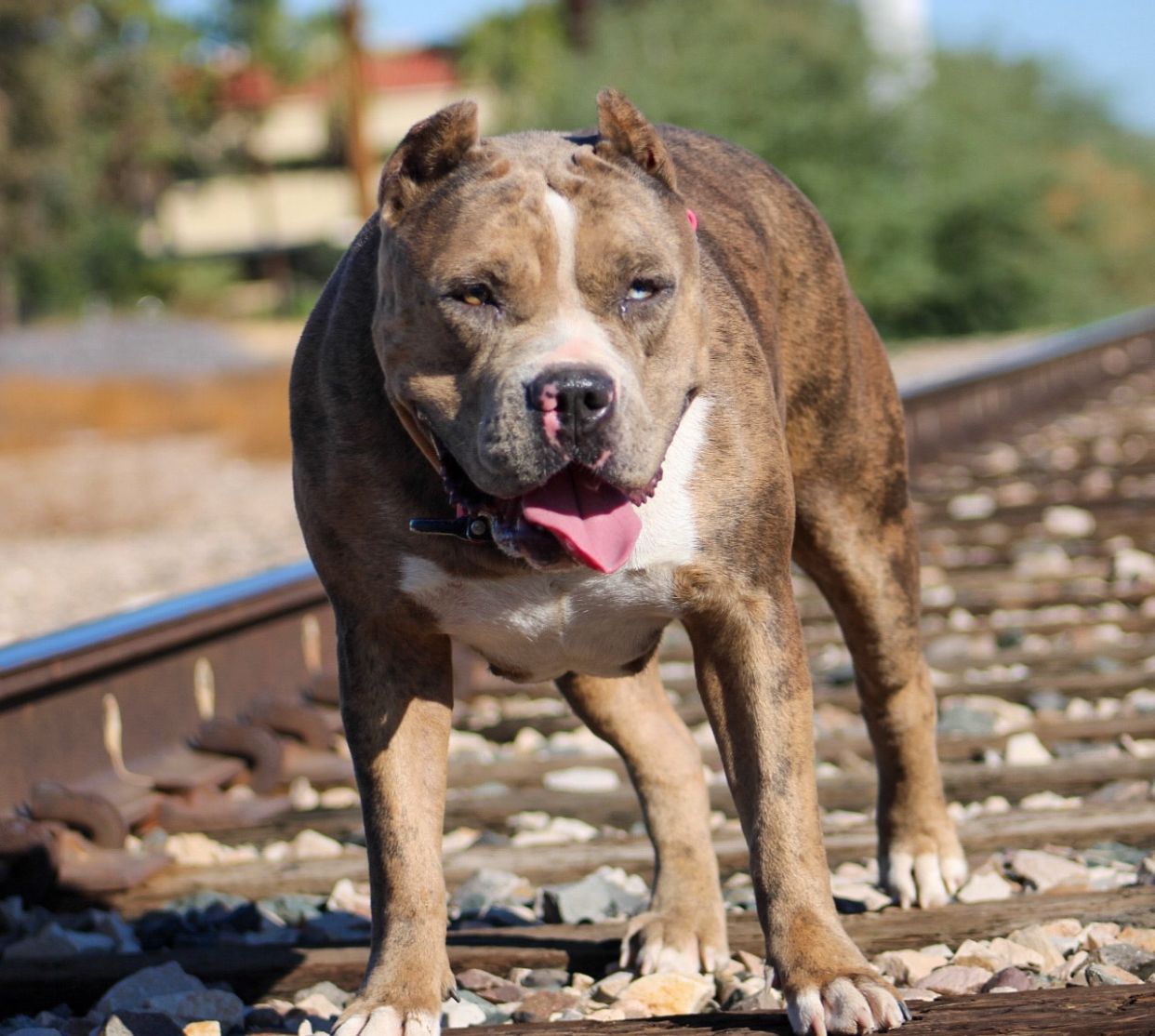 Dog Featured Image