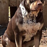 Chance 2 Rock Kennels Bruna