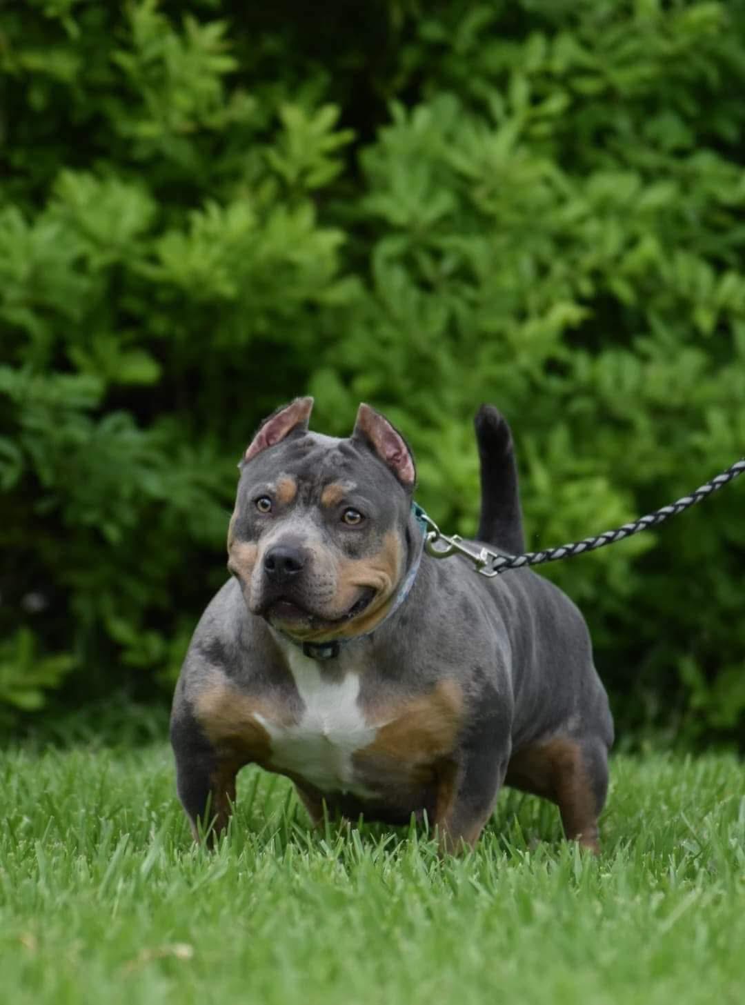 Dog Featured Image