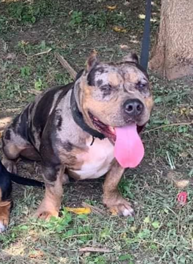 Dog Featured Image