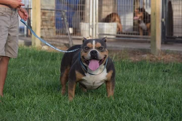 Dog Featured Image