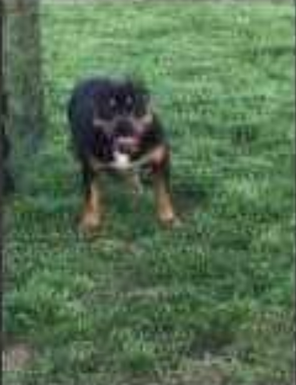 Dog Featured Image