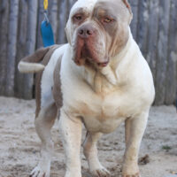 Belico’s kennels