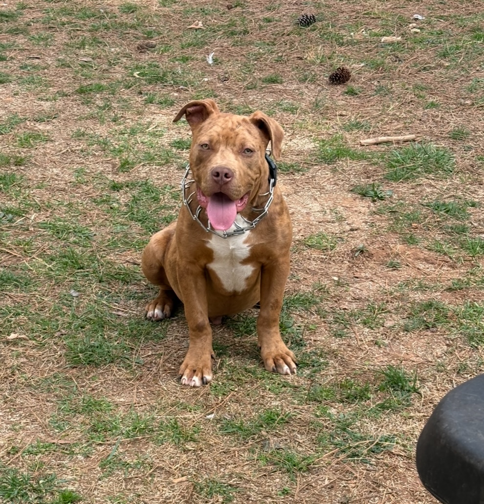 Dog Featured Image